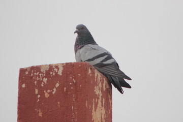 Pigeon standing on top of a house