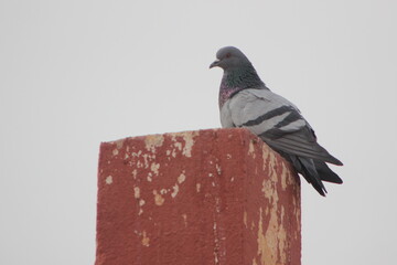 Pigeon standing on top of a house