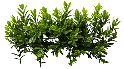 Wide aerial view showcasing a green grass bush in a rural landscape with organic beauty, isolated on transparent background.