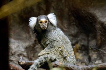 コモンマーモセット