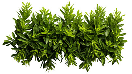 Fototapeta premium A stunning aerial view of a lush green grass bush, full of natural beauty and texture, isolated on transparent background.