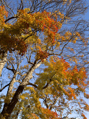 都心散歩　陽だまりの浜離宮