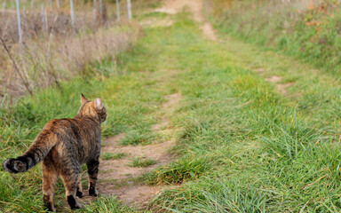 alert tabby cat on a lush green dirt path. Copy space