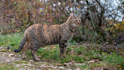 striped cat in nature stand stony trail vibrant grass autumn fall hues