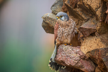 The common kestrel (Falco tinnunculus) on the edge of the old walls