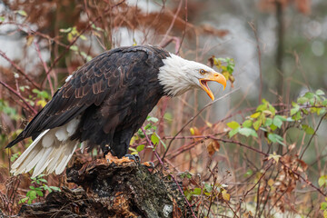 female bald eagle (Haliaeetus leucocephalus) is screaming