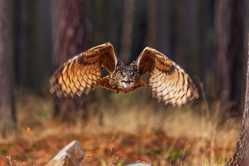male Eurasian eagle-owl (Bubo bubo) flying through the pine forest