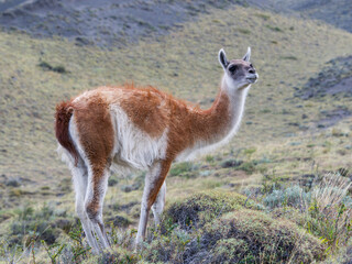 Guanaco at Torres del Paine national park Chile