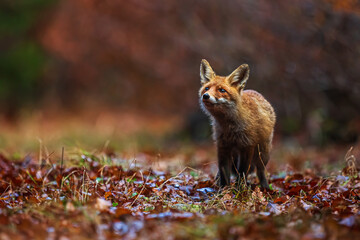 male red fox (Vulpes vulpes) in autumn leaves