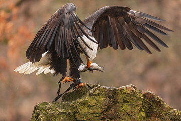 female bald eagle (Haliaeetus leucocephalus) with the caught fish