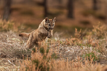 close detail of Cougar (Puma concolor), puma, mountain lion, panther, or catamount in the jump