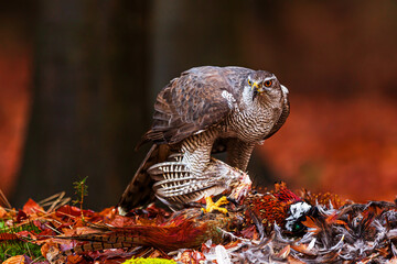 female The northern goshawk Accipiter gentilis flight in the autumn forest