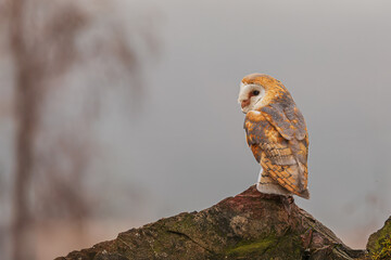 barn owl (Tyto alba) on the edge of the cliff