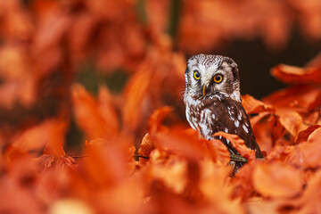 boreal owl or Tengmalm's owl (Aegolius funereus) in the orange leaves of the beech tree