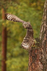 Obraz premium The spotted eagle-owl (Bubo africanus), also known as the African spotted eagle-owl flight detail