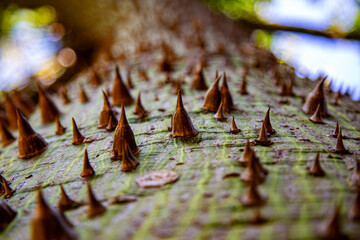 A Close-Up of Defense