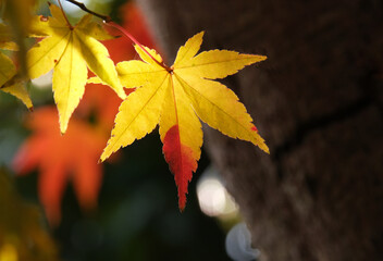 黄色く紅葉したモミジの葉