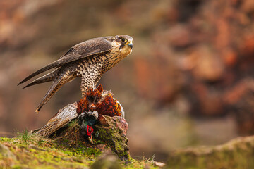 female Peregrine falcon (Falco peregrinus) with a hunted pheasant