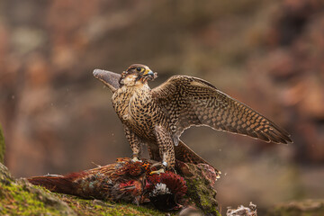 female Peregrine falcon (Falco peregrinus) eats pheasant