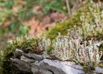 Pixie Cup Fungus - cladonia pyxidata Growing on rock and moss terrain
