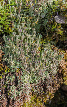 Pixie Cups Lichen - cladonia pyxidata Among Moss Symbiotic Ecosystem