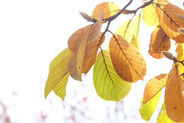 秋を感じる紅葉した木蓮の葉