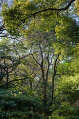都心散歩　陽だまりの浜離宮