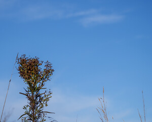 dry Erigeron plant in autumn. Close up on blue sky