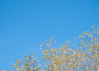 Golden foliage black locust tree vivid cloudless blue sky fall season