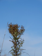 close up dry late stage Erigeron plant standing on blue sky