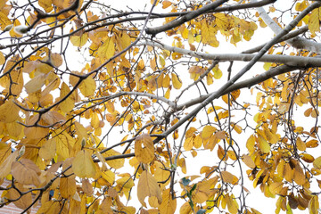 秋を感じる紅葉したモクレンの葉