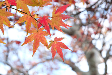 赤く紅葉したモミジの葉