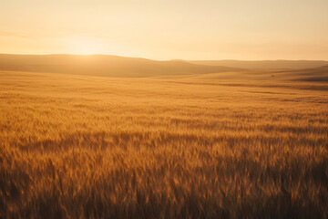 Obraz premium Vast golden wheat field stretching to the horizon, bathed in the soft, warm glow of the first rays of sunlight