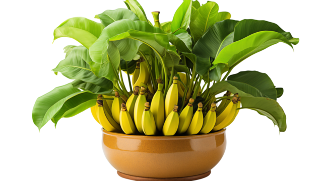 Potted banana tree with vivid green leaves, adding a touch of tropical charm to any space, isolated on transparent background.