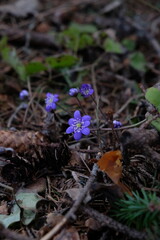 Spring nature of the Republic of Karelia