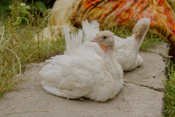 White domestic turkeys siiting. Organic animals farm. High quality photo