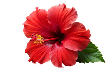 red hibiscus on white background.AI GENERATED