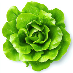 Fototapeta premium Fresh green lettuce with vibrant leaves, perfect for salads and healthy dishes.