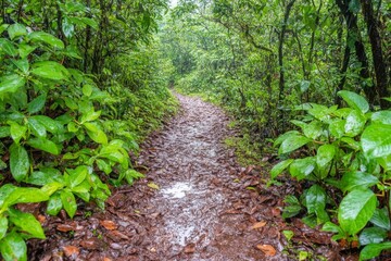 Fototapeta premium Muddy Trail Through Lush Green Rainforest After Rain