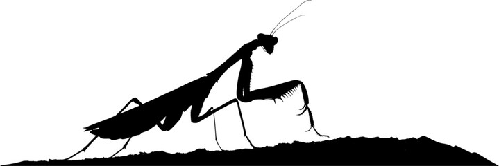 Vektor Silhouette - Körper einer Gottesanbeterin im Profil - Insekten in der Natur - Design Element - Modell isoliert © fotografiedk