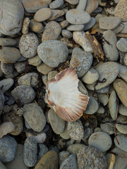 a large, broken shell lies on the rocks