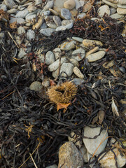 seaweed on pebbles by the sea
