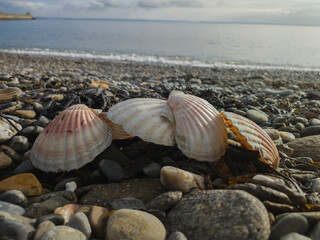 different, large sea shells lie on the seashore