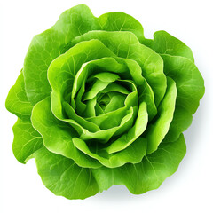 Fototapeta premium Fresh green lettuce head with crisp leaves on a white background.