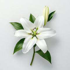 Fototapeta premium A beautiful white lily flower with green leaves on a soft background.