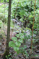 Paisajes Estacion de Canfranc - 2024 - 195