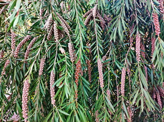 Fruits of the subtropical tree Callistemon photo taken on the Azerbaijani mountain