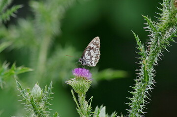 butterfly on a flower. Melanargia galathea