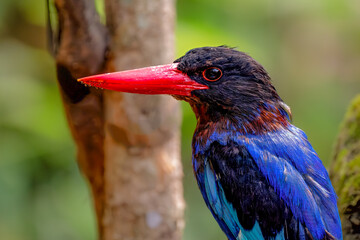 Closeup of Javan kingfisher on nature background