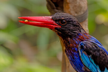 Closeup of Javan kingfisher on nature background